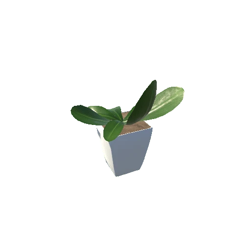 Plant 5